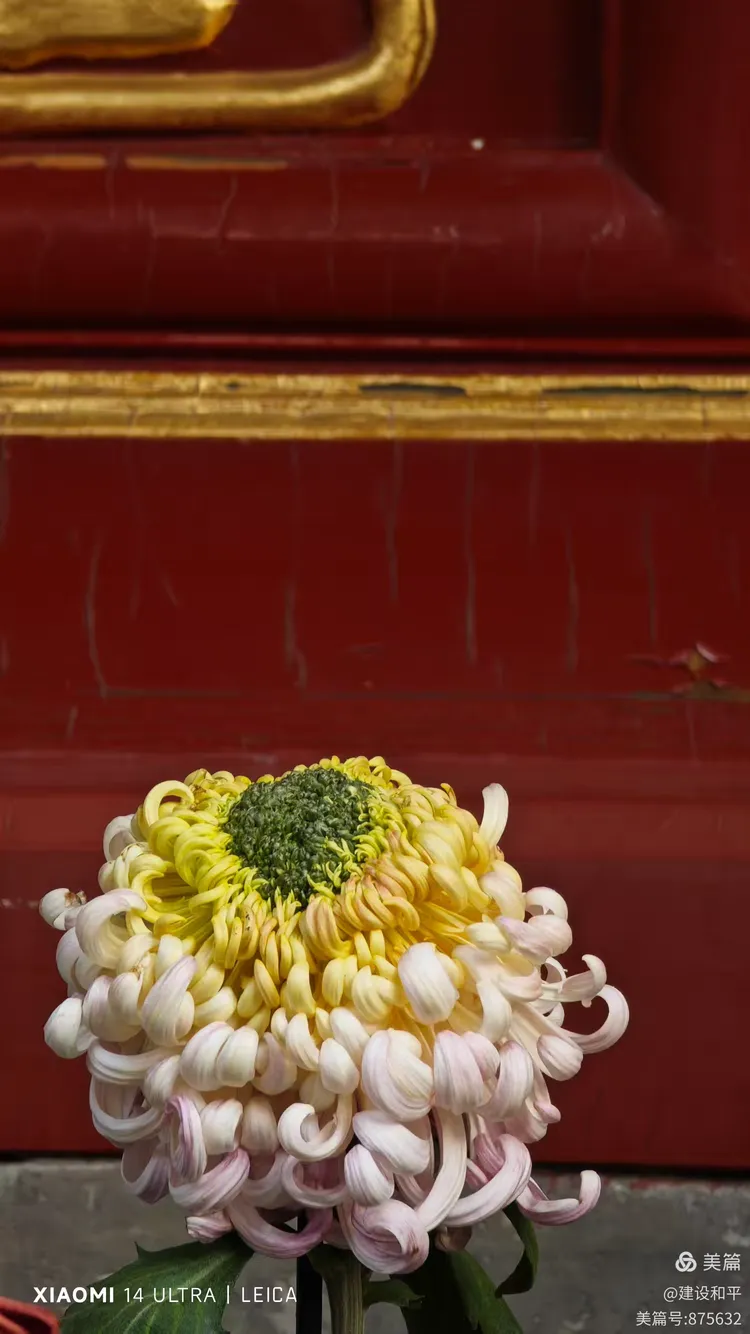 立冬故宫赏菊花